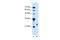 Motile Sperm Domain Containing 3 antibody, A16301, Boster Biological Technology, Western Blot image 