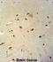 Ras Related GTP Binding D antibody, abx032358, Abbexa, Flow Cytometry image 