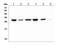Peroxiredoxin 6 antibody, M01847-1, Boster Biological Technology, Western Blot image 