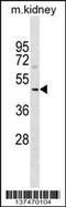 SDS3 Homolog, SIN3A Corepressor Complex Component antibody, 59-364, ProSci, Western Blot image 