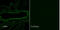 Sodium Channel Epithelial 1 Gamma Subunit antibody, LS-C229772, Lifespan Biosciences, Immunofluorescence image 