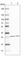 Histamine N-Methyltransferase antibody, HPA035481, Atlas Antibodies, Western Blot image 