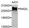 PATJ Crumbs Cell Polarity Complex Component antibody, PA5-76397, Invitrogen Antibodies, Western Blot image 