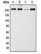 Lymphocyte Antigen 75 antibody, LS-C352471, Lifespan Biosciences, Western Blot image 