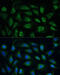 SPARC antibody, 15-569, ProSci, Immunofluorescence image 