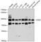 G Elongation Factor Mitochondrial 2 antibody, 13-471, ProSci, Western Blot image 