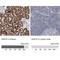 Alanine--Glyoxylate Aminotransferase 2 antibody, NBP1-89199, Novus Biologicals, Immunohistochemistry paraffin image 