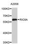 RIC8 Guanine Nucleotide Exchange Factor A antibody, STJ111234, St John