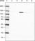 Poly(ADP-Ribose) Polymerase 1 antibody, AMAb90959, Atlas Antibodies, Western Blot image 