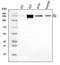 Coagulation Factor XI antibody, A00989-1, Boster Biological Technology, Western Blot image 