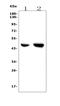 Coagulation Factor II Thrombin Receptor antibody, A03352-1, Boster Biological Technology, Western Blot image 