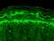 Potassium Sodium-Activated Channel Subfamily T Member 1 antibody, MA5-27609, Invitrogen Antibodies, Immunohistochemistry paraffin image 