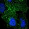 G Protein-Coupled Receptor 156 antibody, PA5-55928, Invitrogen Antibodies, Immunofluorescence image 