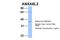 Annexin A8 Like 1 antibody, 25-367, ProSci, Western Blot image 