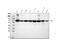 Transketolase antibody, M02197, Boster Biological Technology, Western Blot image 