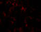 Yippee Like 4 antibody, 6777, ProSci, Immunofluorescence image 