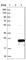 Regulator Of G Protein Signaling 10 antibody, HPA021305, Atlas Antibodies, Western Blot image 