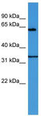 Ecto-NOX Disulfide-Thiol Exchanger 2 antibody, TA342764, Origene, Western Blot image 