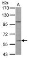 Regulator Of G Protein Signaling 14 antibody, NBP1-31174, Novus Biologicals, Western Blot image 