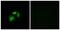 Vomeronasal 1 Receptor 5 (Gene/Pseudogene) antibody, PA5-49565, Invitrogen Antibodies, Immunofluorescence image 