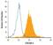 Carcinoembryonic Antigen Related Cell Adhesion Molecule 6 antibody, MAB3934, R&D Systems, Western Blot image 