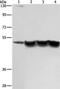 Inhibitor of growth protein 1 antibody, PA5-50511, Invitrogen Antibodies, Western Blot image 