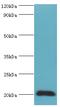 Heat Shock Protein Family B (Small) Member 2 antibody, MBS968802, MyBioSource, Western Blot image 