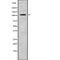 Microtubule Associated Serine/Threonine Kinase 1 antibody, abx216730, Abbexa, Western Blot image 