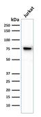 Moesin antibody, GTX34849, GeneTex, Western Blot image 