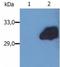 Suppressor Of Cytokine Signaling 3 antibody, NB600-1075, Novus Biologicals, Western Blot image 