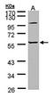 Mitogen-Activated Protein Kinase Kinase 4 antibody, orb14887, Biorbyt, Western Blot image 