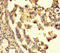 Gamma-Aminobutyric Acid Type A Receptor Alpha6 Subunit antibody, orb29634, Biorbyt, Immunohistochemistry paraffin image 