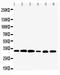 Tafazzin antibody, PA2135, Boster Biological Technology, Western Blot image 