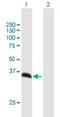 Proteasome 26S Subunit, Non-ATPase 14 antibody, H00010213-B02P, Novus Biologicals, Western Blot image 