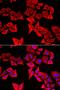 Thyroid Hormone Responsive antibody, orb373578, Biorbyt, Immunofluorescence image 