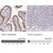 Polo Like Kinase 3 antibody, NBP2-32530, Novus Biologicals, Immunohistochemistry paraffin image 