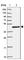 Hydroxysteroid Dehydrogenase Like 2 antibody, HPA050453, Atlas Antibodies, Western Blot image 