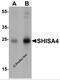 Shisa Family Member 4 antibody, 7277, ProSci, Western Blot image 