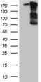 Ras GTPase-activating-like protein IQGAP1 antibody, TA809928, Origene, Western Blot image 