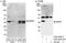 WD repeat-containing protein 5 antibody, A302-430A, Bethyl Labs, Immunoprecipitation image 