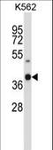 Olfactory Receptor Family 52 Subfamily H Member 1 antibody, LS-C163219, Lifespan Biosciences, Western Blot image 