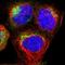 Synaptogyrin 2 antibody, HPA014742, Atlas Antibodies, Immunofluorescence image 