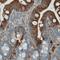Apolipoprotein A4 antibody, NBP2-52930, Novus Biologicals, Immunohistochemistry frozen image 