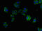 Kynurenine 3-Monooxygenase antibody, LS-C369872, Lifespan Biosciences, Immunofluorescence image 