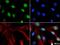 Chromodomain-helicase-DNA-binding protein 7 antibody, NBP1-77393, Novus Biologicals, Immunofluorescence image 