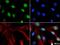 Chromodomain Helicase DNA Binding Protein 7 antibody, NBP1-77393, Novus Biologicals, Immunofluorescence image 