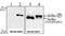 NFKB Inhibitor Alpha antibody, NB100-56065, Novus Biologicals, Western Blot image 