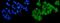 SRY-Box 18 antibody, A04004-2, Boster Biological Technology, Immunofluorescence image 