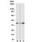 LIM And SH3 Protein 1 antibody, R34873-100UG, NSJ Bioreagents, Western Blot image 