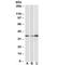 LIM and SH3 domain protein 1 antibody, R34873-100UG, NSJ Bioreagents, Western Blot image 